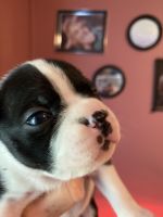 Boston Terrier Puppies for sale in Corryton, TN 37721, USA. price: NA