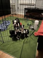 Boston Terrier Puppies Photos