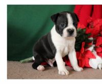 Boston Terrier Puppies for sale in S Carolina St, Avon Park, FL 33825, USA. price: NA
