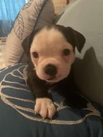 Boston Terrier Puppies for sale in Throckmorton, TX 76483, USA. price: NA
