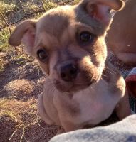 Boston Terrier Puppies for sale in Christmas Valley, OR, USA. price: NA