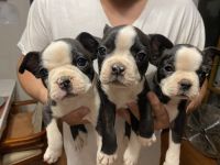 Boston Terrier Puppies for sale in Tucson, AZ, USA. price: NA