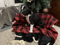 Boston Terrier Puppies for sale in Melbourne, FL 32940, USA. price: NA
