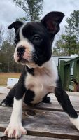Boston Terrier Puppies for sale in Walterboro, SC 29488, USA. price: NA