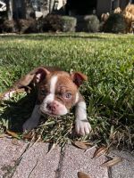 Boston Terrier Puppies for sale in St Johns, FL 32259, USA. price: NA
