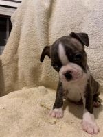Boston Terrier Puppies for sale in Groesbeck, TX 76642, USA. price: NA