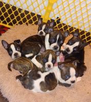 Boston Terrier Puppies for sale in Tacoma, WA, USA. price: NA