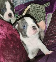 Boston Terrier Puppies for sale in Naches, WA 98937, USA. price: NA