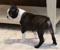 Boston Terrier Puppies for sale in Royse City, TX, USA. price: NA
