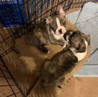 Boston Terrier Puppies for sale in Groesbeck, TX 76642, USA. price: NA