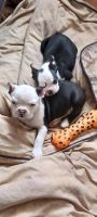 Boston Terrier Puppies for sale in 71 Old Homestead Hwy, Keene, NH 03431, USA. price: NA
