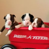 Boston Terrier Puppies for sale in Bryant, AR, USA. price: $1,000
