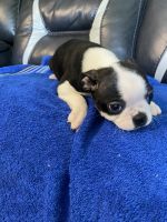 Boston Terrier Puppies for sale in Lawrenceburg, KY 40342, USA. price: NA