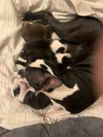 Boston Terrier Puppies for sale in Longfellow, PA 17044, USA. price: $1,000