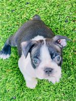 Boston Terrier Puppies for sale in Vacaville, CA, USA. price: $1,500