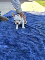 Boston Terrier Puppies for sale in Sanger, CA 93657, USA. price: $350