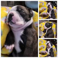 Boston Terrier Puppies for sale in Hinesville, GA 31313, USA. price: NA