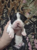 Boston Terrier Puppies for sale in Elkins, WV 26241, USA. price: $500