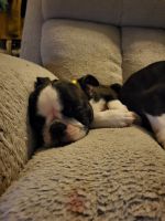 Boston Terrier Puppies for sale in Glendale, AZ, USA. price: $1,000