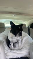 Boston Terrier Puppies for sale in Los Angeles, CA, USA. price: $200