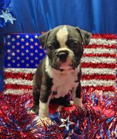 Boston Terrier Puppies for sale in Coulterville, IL 62237, USA. price: $800