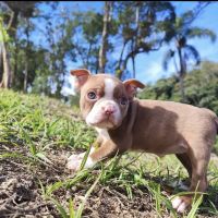 Boston Terrier Puppies for sale in West Springfield, MA, USA. price: $750