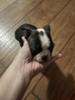 Boston Terrier Puppies for sale in Dustin, OK 74839, USA. price: $350