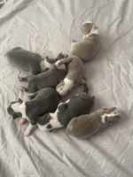 Boston Terrier Puppies for sale in Howell Township, NJ, USA. price: $2,000