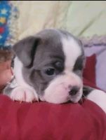 Boston Terrier Puppies for sale in Blue Lake, CA, USA. price: $2,000