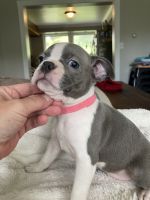 Boston Terrier Puppies for sale in Parker, PA 16049, USA. price: $1,500