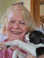 Boston Terrier Puppies for sale in New Richmond, WI 54017, USA. price: $950