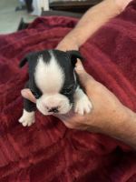 Boston Terrier Puppies for sale in Gaffney, SC, USA. price: $800
