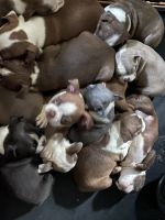 Boston Terrier Puppies for sale in Glade Valley, NC 28627, USA. price: $500