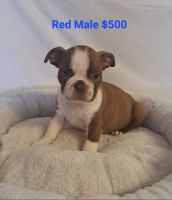 Boston Terrier Puppies for sale in Bethel, KY 40374, USA. price: $500