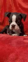 Boston Terrier Puppies for sale in Grovetown, GA 30813, USA. price: $650