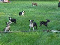 Boston Terrier Puppies for sale in Elk Mound, WI 54739, USA. price: $600