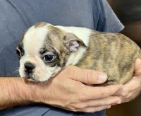 Boston Terrier Puppies for sale in Tyler, TX, USA. price: $400