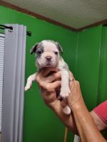 Boston Terrier Puppies for sale in Orangeburg, SC, USA. price: $800