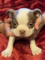Boston Terrier Puppies for sale in Canton, OH, USA. price: $850