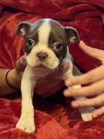 Boston Terrier Puppies for sale in Canton, OH, USA. price: $850