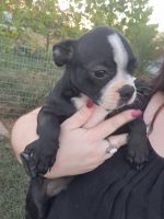 Boston Terrier Puppies for sale in Clarksville, AR 72830, USA. price: $550