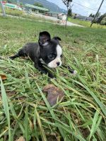 Boston Terrier Puppies for sale in LaFollette, TN, USA. price: $700