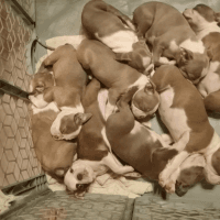 Boston Terrier Puppies for sale in Sevierville, TN, USA. price: $1,700