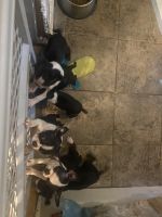 Boston Terrier Puppies for sale in Cleveland, GA 30528, USA. price: $800