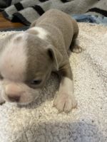 Boston Terrier Puppies for sale in Howell Township, NJ, USA. price: $2,000