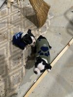 Boston Terrier Puppies for sale in Hot Springs, AR, USA. price: NA