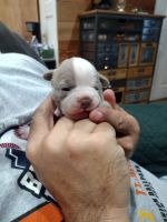 Boston Terrier Puppies for sale in Ste. Genevieve, MO 63670, USA. price: $1,200