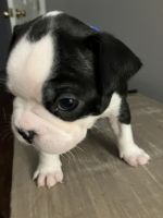 Boston Terrier Puppies for sale in Calabash, NC, USA. price: $850