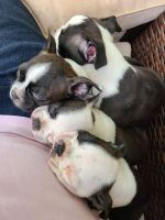 Boston Terrier Puppies for sale in Tacoma, WA 98465, USA. price: $1,000