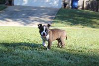Boston Terrier Puppies for sale in Greenville, SC, USA. price: $1,000